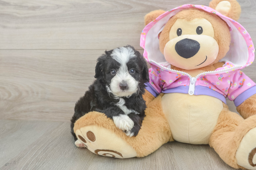 5 week old Mini Aussiedoodle Puppy For Sale - Florida Fur Babies