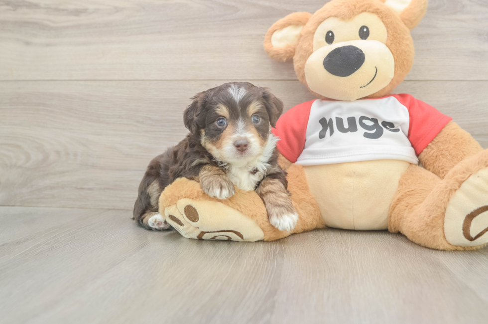 5 week old Mini Aussiedoodle Puppy For Sale - Florida Fur Babies