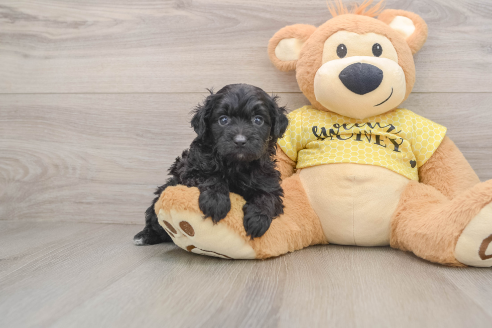 Popular Mini Aussiedoodle Poodle Mix Pup