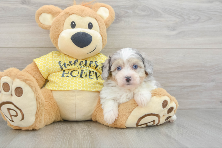 Mini Aussiedoodle Pup Being Cute
