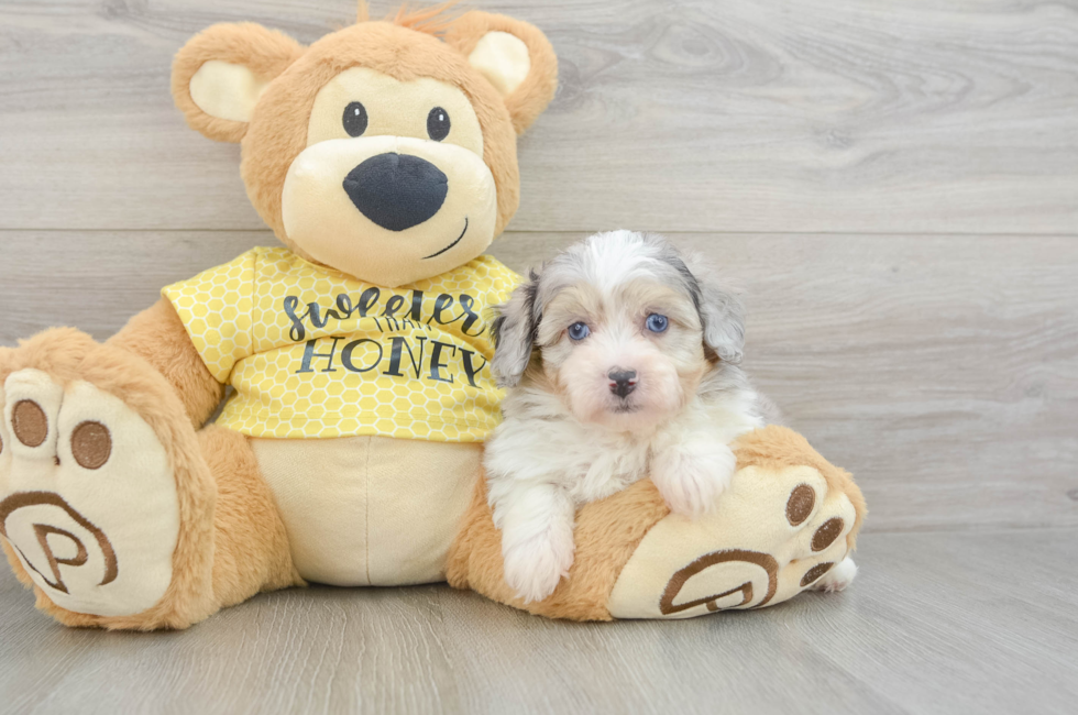 6 week old Mini Aussiedoodle Puppy For Sale - Florida Fur Babies