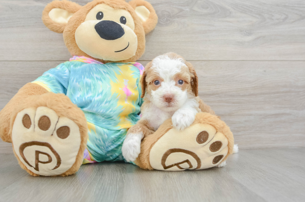 5 week old Mini Aussiedoodle Puppy For Sale - Florida Fur Babies