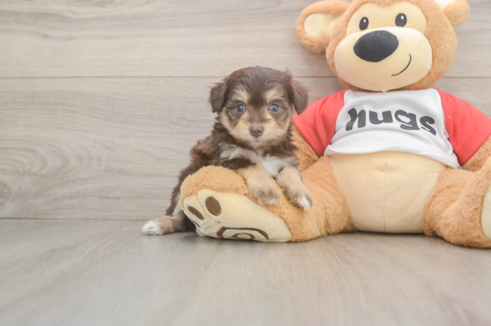 5 week old Mini Aussiedoodle Puppy For Sale - Florida Fur Babies