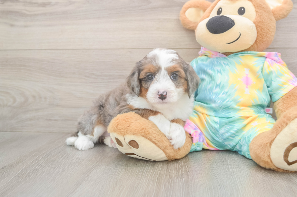 5 week old Mini Aussiedoodle Puppy For Sale - Florida Fur Babies
