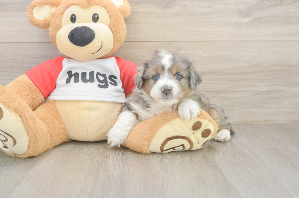 5 week old Mini Aussiedoodle Puppy For Sale - Florida Fur Babies