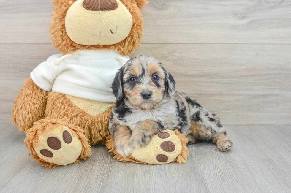 6 week old Mini Aussiedoodle Puppy For Sale - Florida Fur Babies