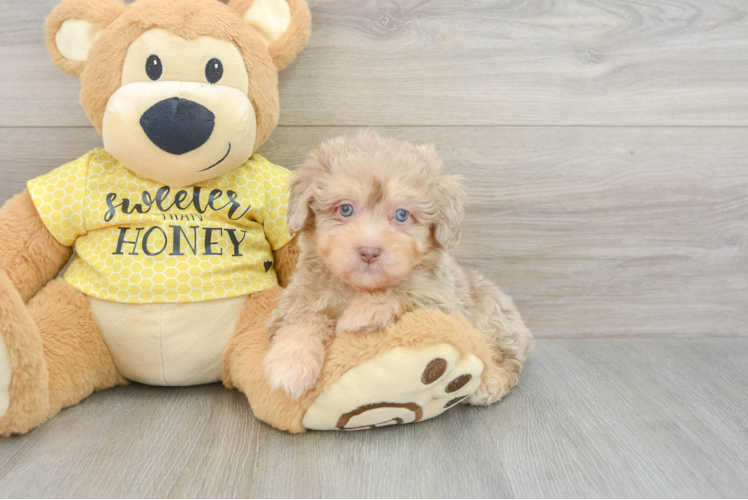 Mini Aussiedoodle Pup Being Cute