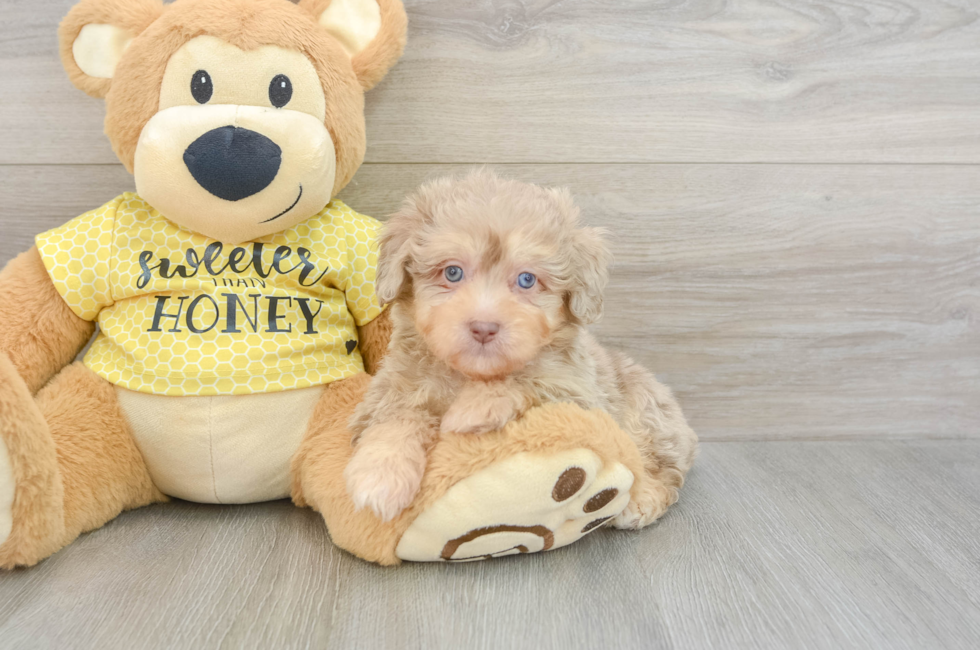 6 week old Mini Aussiedoodle Puppy For Sale - Florida Fur Babies