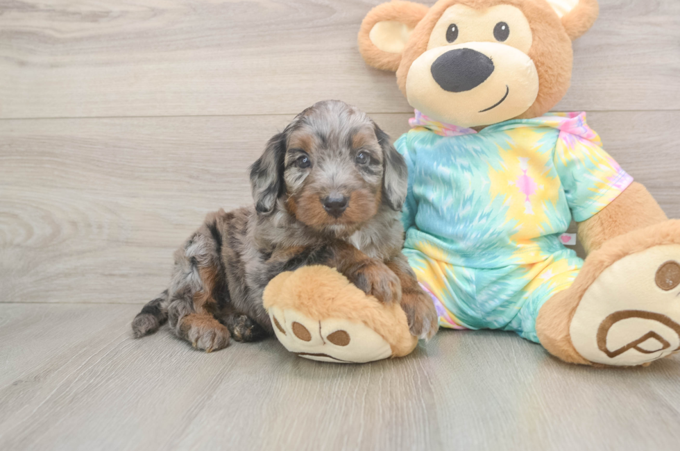 5 week old Mini Aussiedoodle Puppy For Sale - Florida Fur Babies