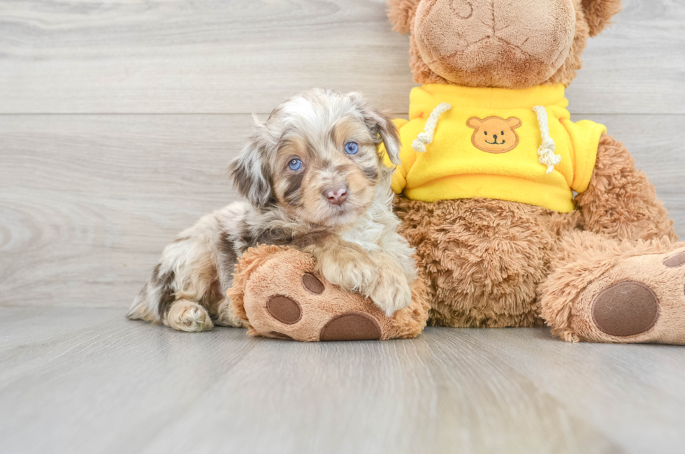 5 week old Mini Aussiedoodle Puppy For Sale - Florida Fur Babies