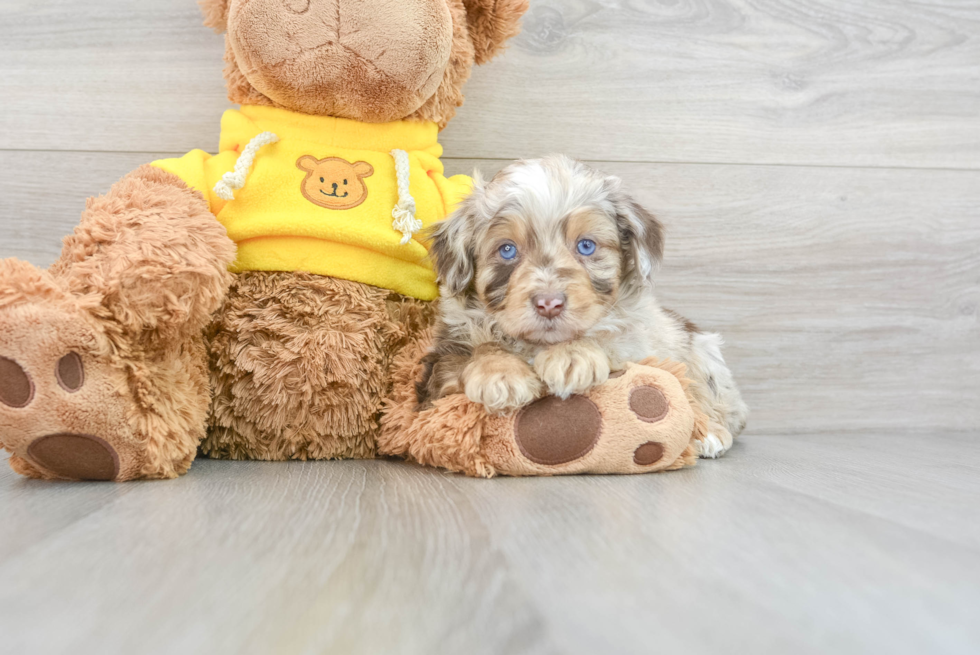 Smart Mini Aussiedoodle Poodle Mix Pup