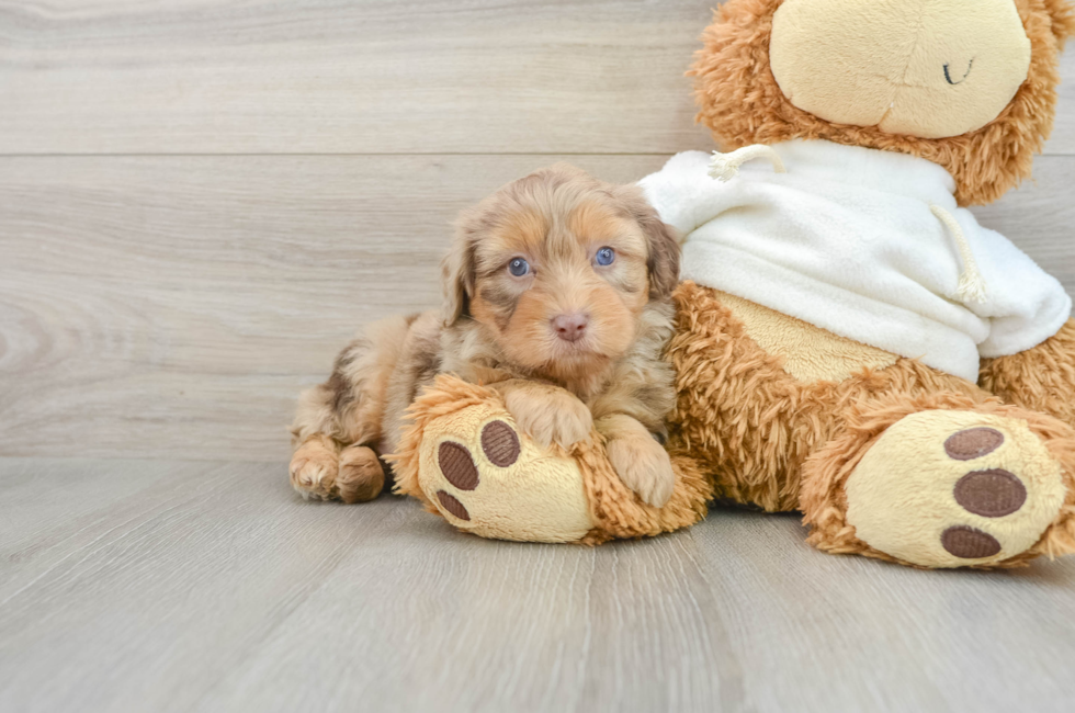 7 week old Mini Aussiedoodle Puppy For Sale - Florida Fur Babies