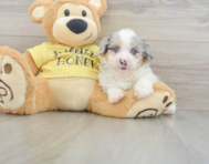 9 week old Mini Aussiedoodle Puppy For Sale - Florida Fur Babies