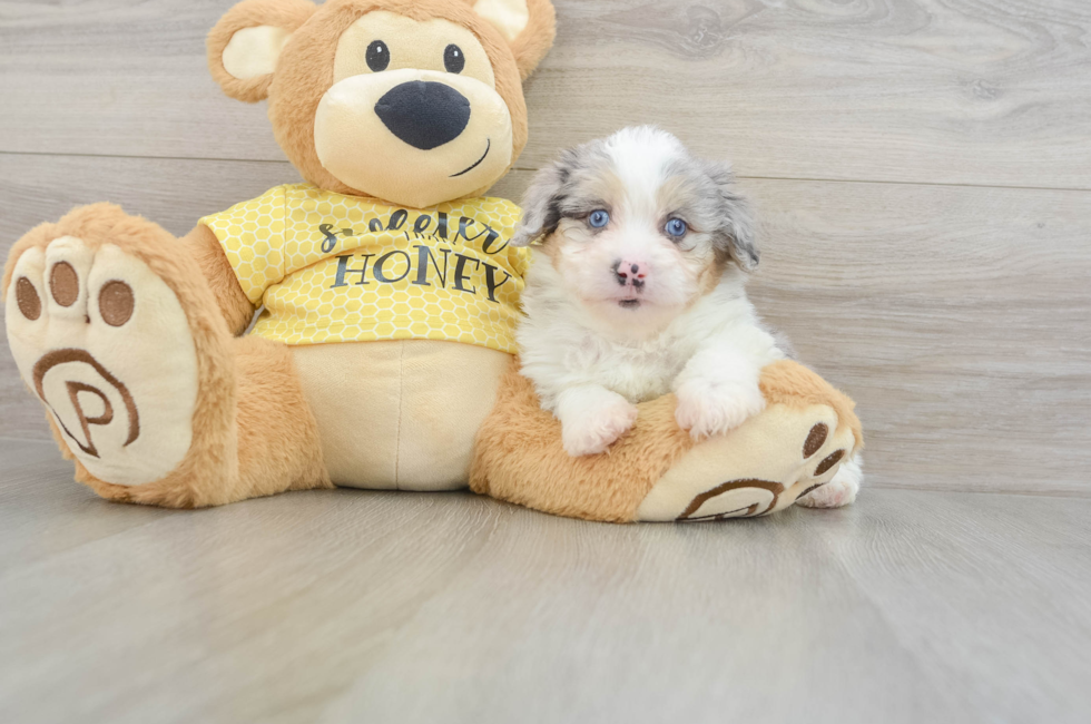 6 week old Mini Aussiedoodle Puppy For Sale - Florida Fur Babies