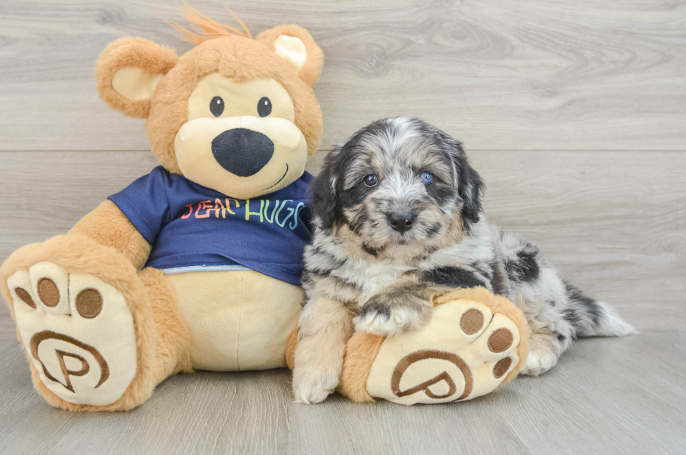 5 week old Mini Aussiedoodle Puppy For Sale - Florida Fur Babies