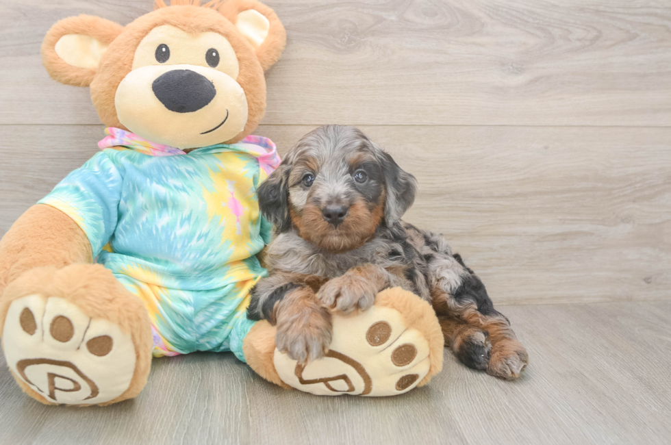 5 week old Mini Aussiedoodle Puppy For Sale - Florida Fur Babies