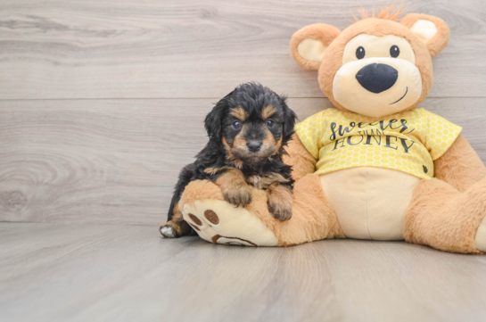 Mini Aussiedoodle Pup Being Cute