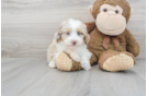Meet Cosmos - our Mini Aussiedoodle Puppy Photo 1/3 - Florida Fur Babies