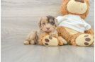 Best Mini Aussiedoodle Baby