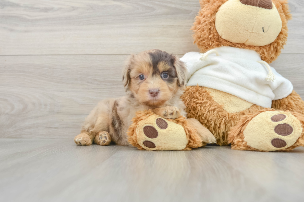 7 week old Mini Aussiedoodle Puppy For Sale - Florida Fur Babies