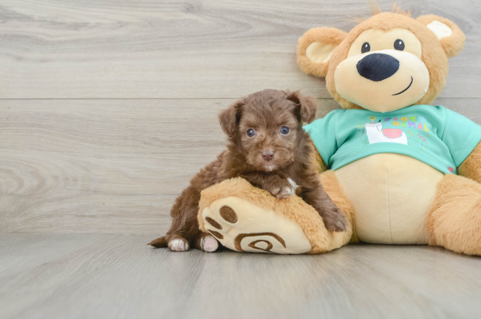 5 week old Mini Aussiedoodle Puppy For Sale - Florida Fur Babies