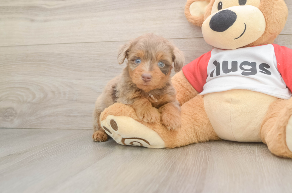 5 week old Mini Aussiedoodle Puppy For Sale - Florida Fur Babies