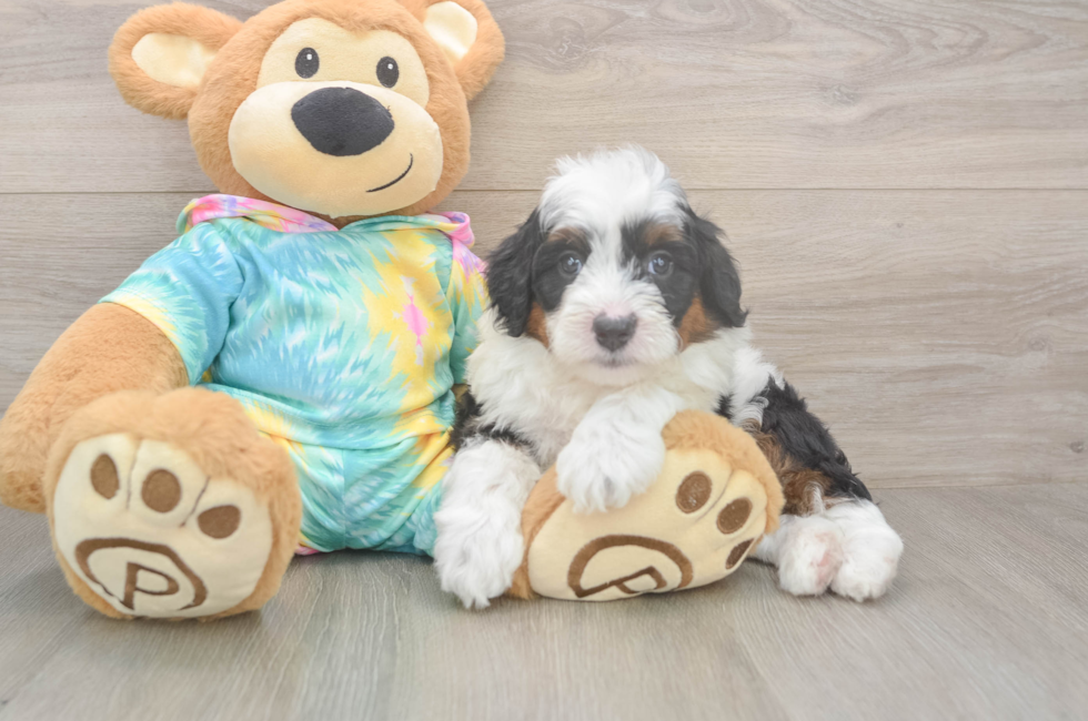 5 week old Mini Aussiedoodle Puppy For Sale - Florida Fur Babies