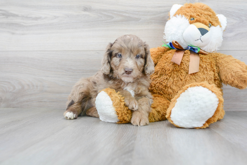 Meet Crash - our Mini Aussiedoodle Puppy Photo 1/3 - Florida Fur Babies