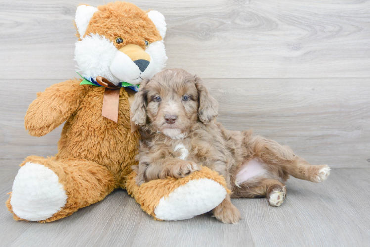 Meet Crash - our Mini Aussiedoodle Puppy Photo 2/3 - Florida Fur Babies