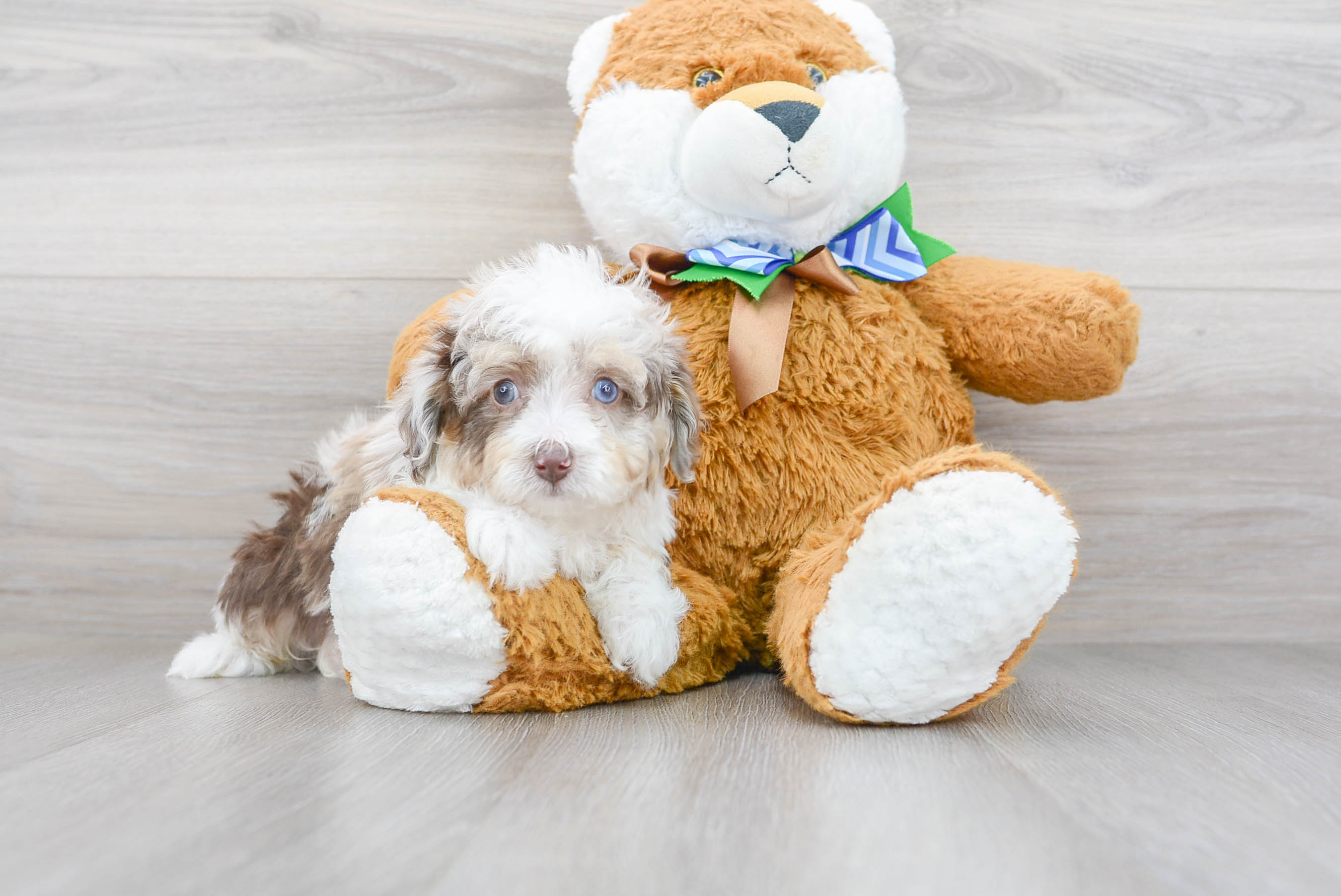 Cute Aussiepoo Poodle Mix Puppy