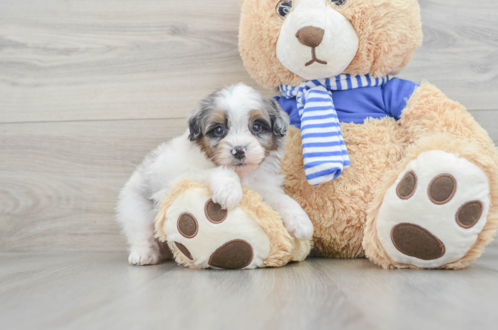 8 week old Mini Aussiedoodle Puppy For Sale - Florida Fur Babies