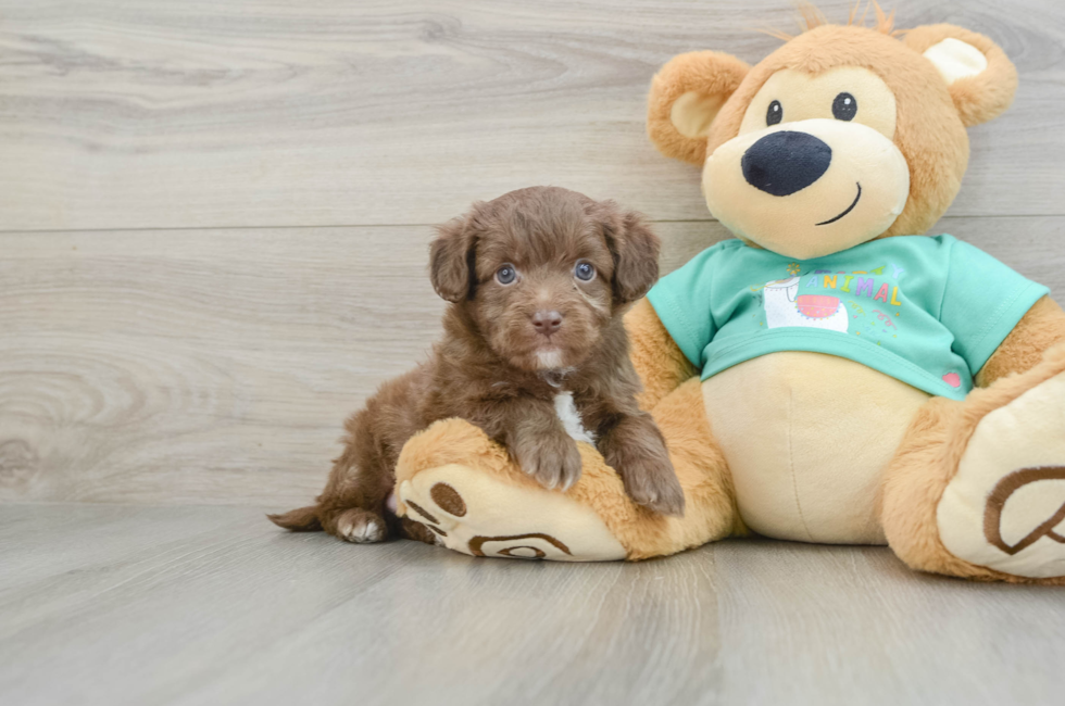 5 week old Mini Aussiedoodle Puppy For Sale - Florida Fur Babies