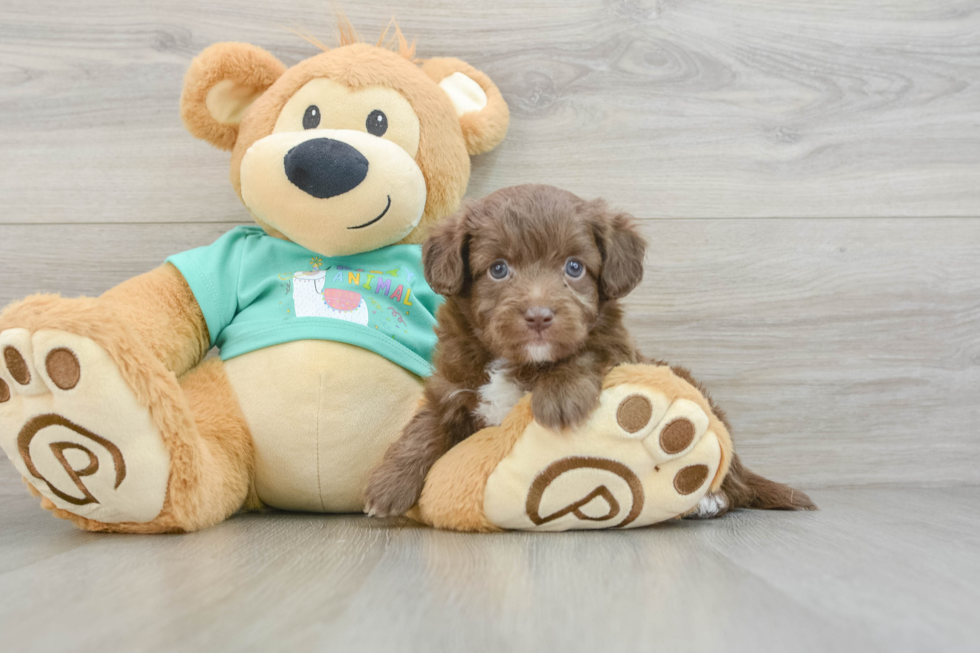 Mini Aussiedoodle Puppy for Adoption