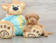 8 week old Mini Aussiedoodle Puppy For Sale - Florida Fur Babies