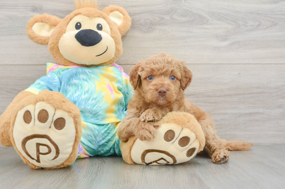 5 week old Mini Aussiedoodle Puppy For Sale - Florida Fur Babies