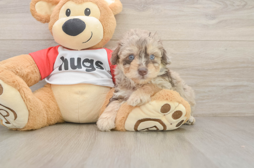 5 week old Mini Aussiedoodle Puppy For Sale - Florida Fur Babies