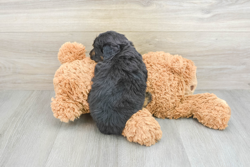 Friendly Mini Aussiedoodle Baby