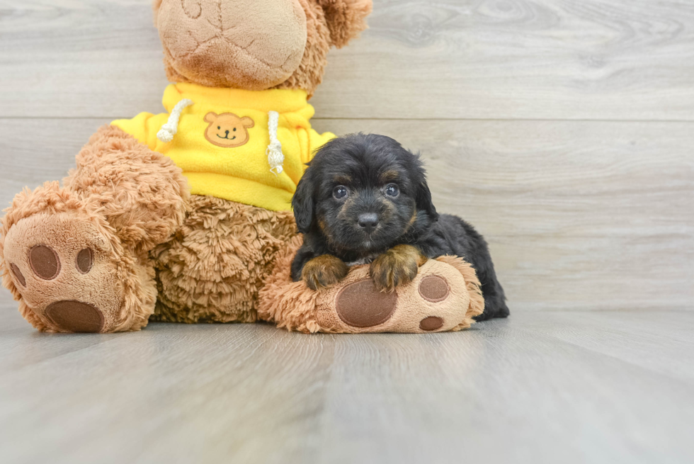 Sweet Mini Aussiedoodle Baby