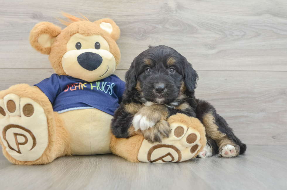 5 week old Mini Aussiedoodle Puppy For Sale - Florida Fur Babies