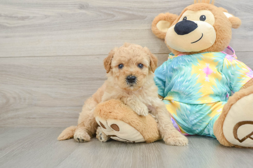 5 week old Mini Aussiedoodle Puppy For Sale - Florida Fur Babies