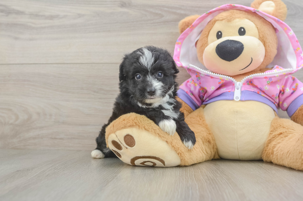 5 week old Mini Aussiedoodle Puppy For Sale - Florida Fur Babies