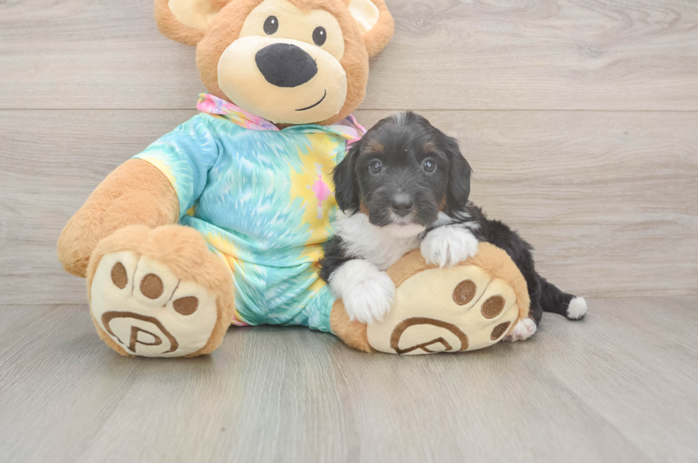 5 week old Mini Aussiedoodle Puppy For Sale - Florida Fur Babies