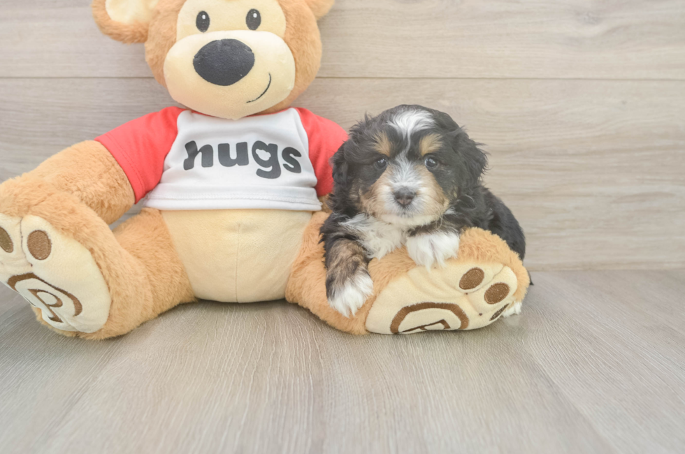 5 week old Mini Aussiedoodle Puppy For Sale - Florida Fur Babies