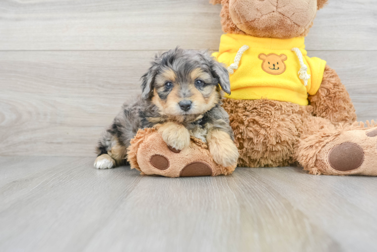 Mini Aussiedoodle Pup Being Cute