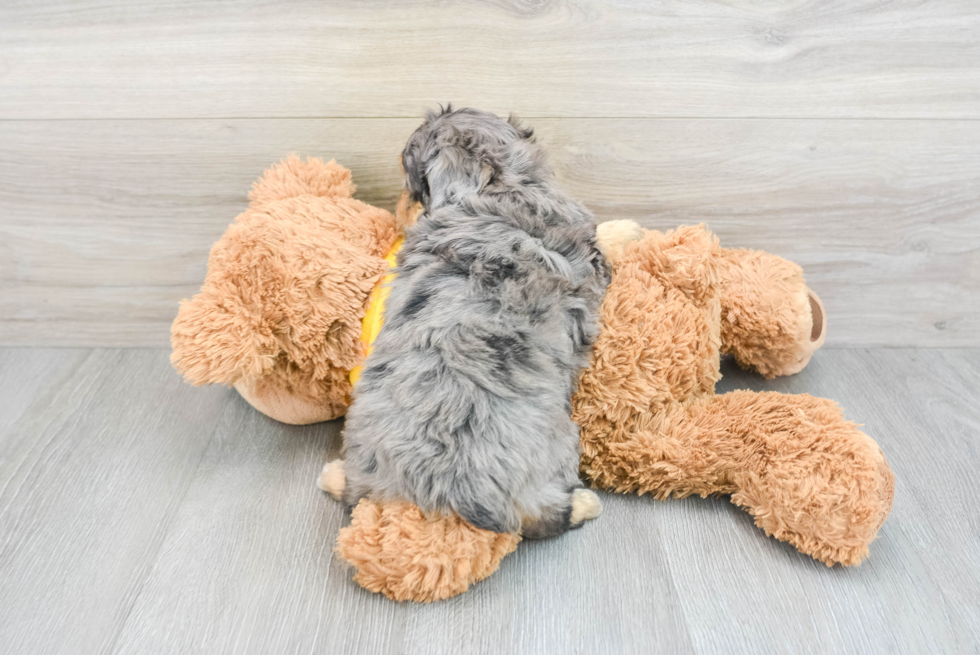 Mini Aussiedoodle Puppy for Adoption