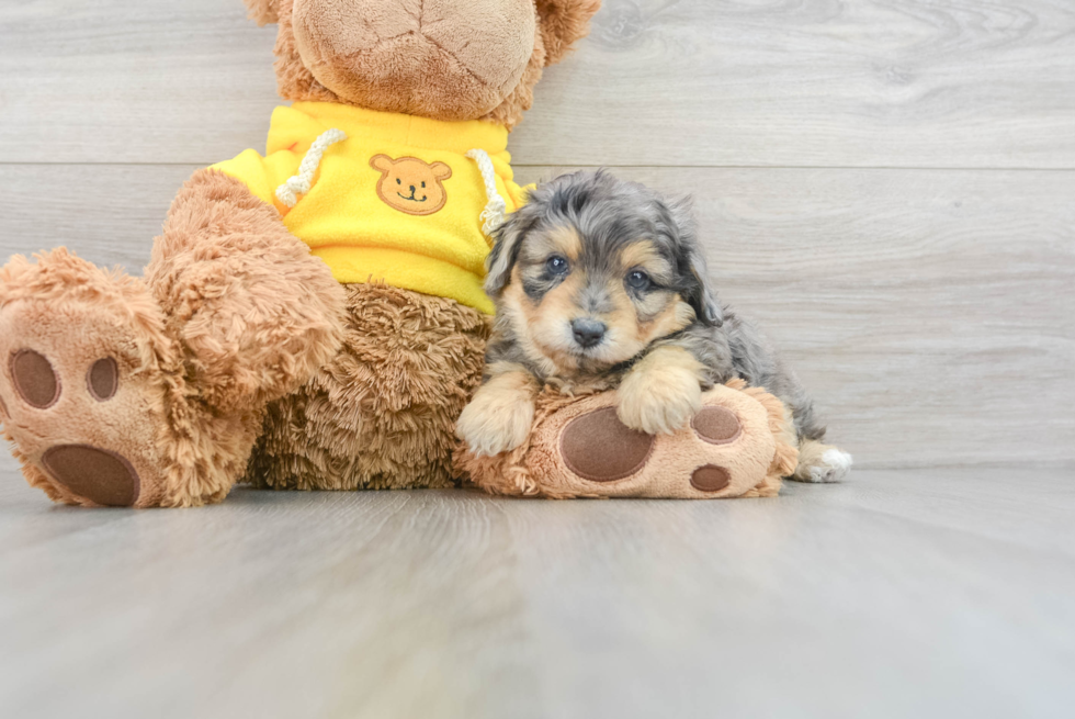 Happy Mini Aussiedoodle Baby