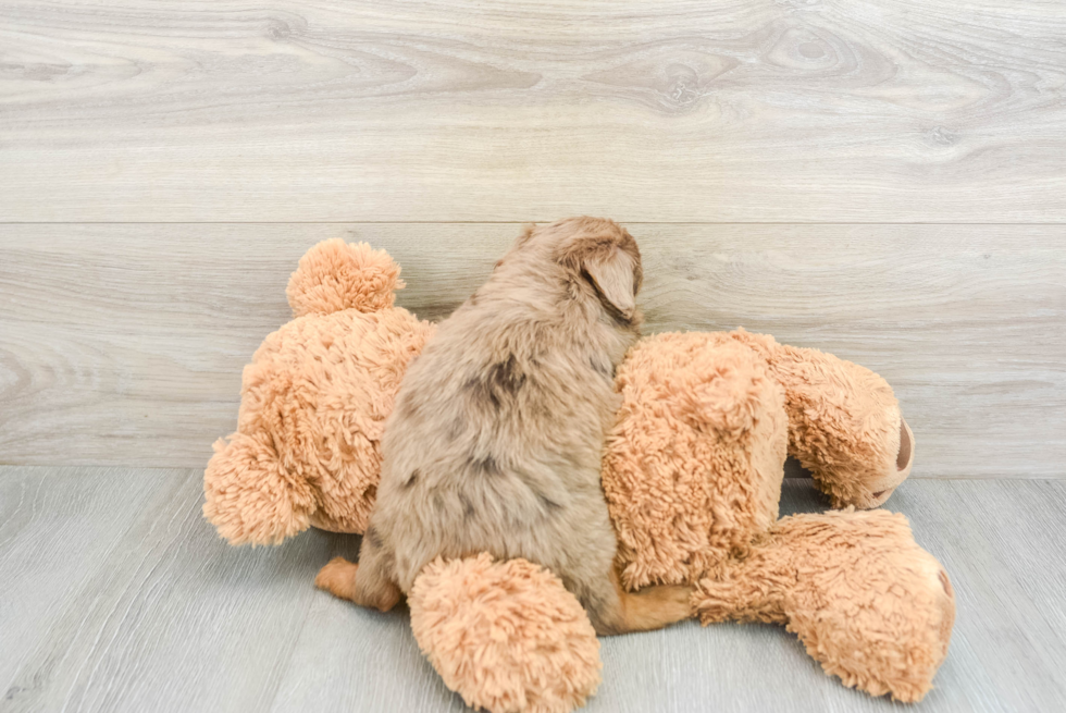 Energetic Aussie Poo Poodle Mix Puppy