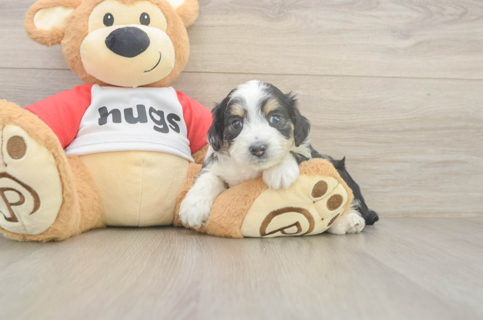5 week old Mini Aussiedoodle Puppy For Sale - Florida Fur Babies