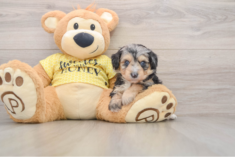 Fluffy Mini Aussiedoodle Poodle Mix Pup