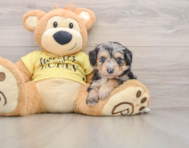 7 week old Mini Aussiedoodle Puppy For Sale - Florida Fur Babies